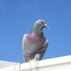 Racing pigeon from Dudley, currently residing at Parrish's Farm